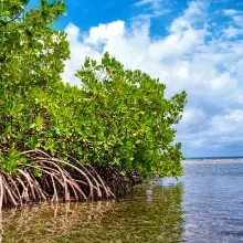 ComunidadAdopta Adopta un arbol