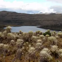 ComunidadAdopta Adopta un arbol