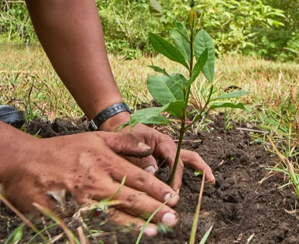 Adopta un arbol Adopta un arbol