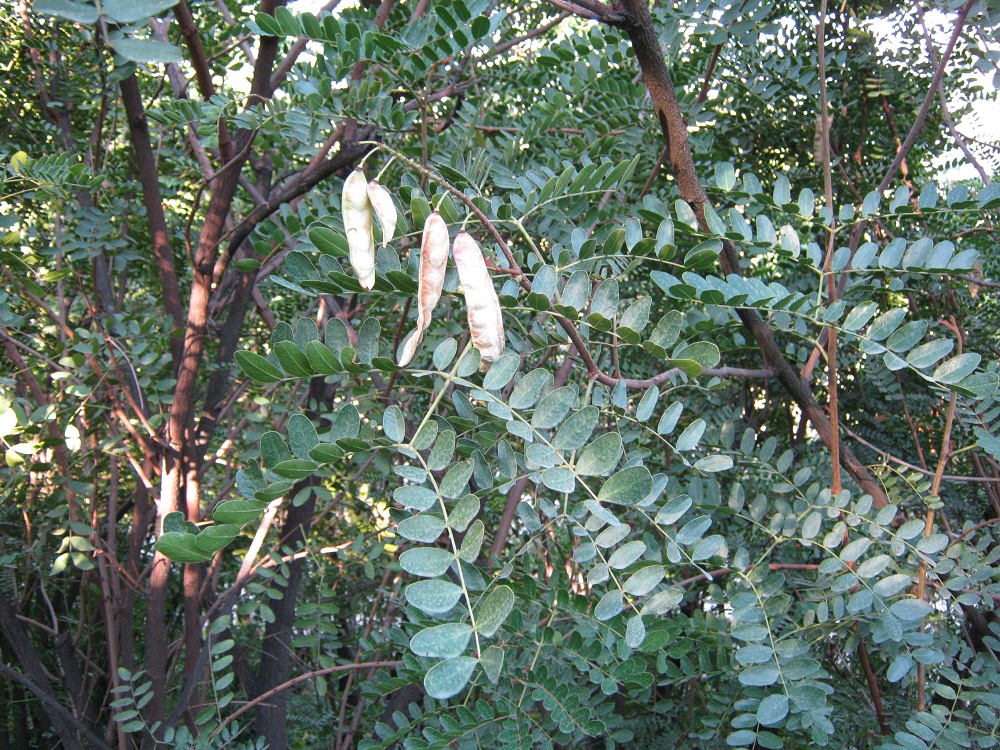 Árbol Nativo Dividivi de tierra fría