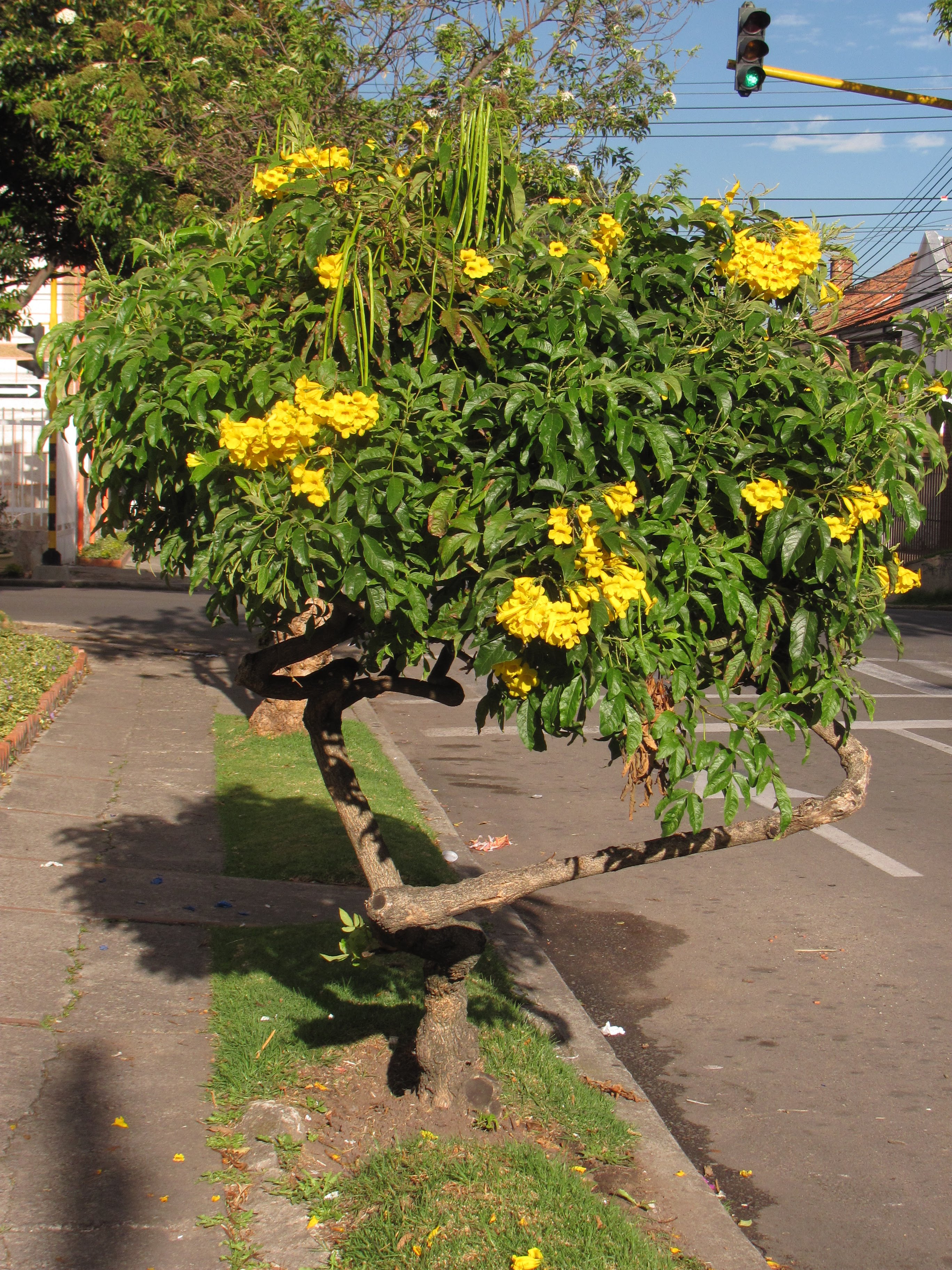 Árbol Nativo Chicalá