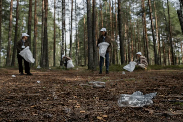 En Qué Consiste El Monitoreo Forestal.