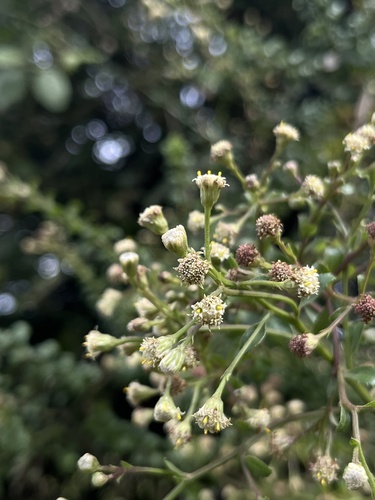 Ciro Baccharis bogotensis