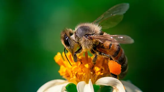 Las abejas como apoyo a la ganadería