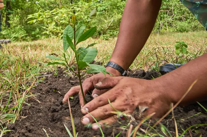 Árbol con huecos  Arbol fotos, Tipos de arboles, Plantación de árboles