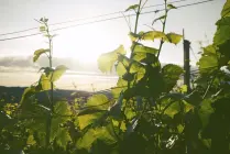 What is the impact of a successful environmental offset?  What is the impact of a successful environmental offset?