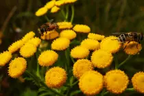 Human pollinators or robot bees? Human pollinators or robot bees?