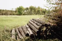 Deforestation In The Amazon: Forests Need Us Deforestation In The Amazon: Forests Need Us