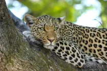 Deforestation and its impact on wildlife Deforestation and its impact on wildlife