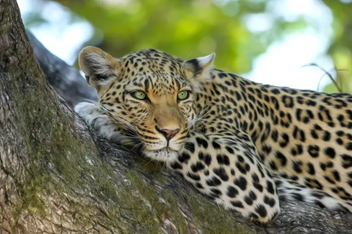 Deforestation and its impact on wildlife Deforestation and its impact on wildlife