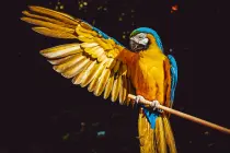 The Importance Of Forests and Biodiversity In Colombia The Importance Of Forests and Biodiversity In Colombia