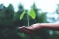 What is a native tree? What is a native tree?