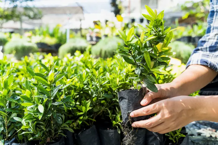 ¿Qué es un árbol y cuáles son sus características? ¿Qué es un árbol y cuáles son sus características?