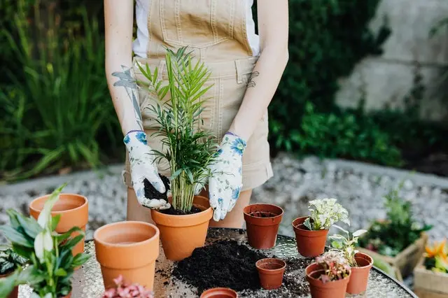 Recommendations for planting forest trees Recommendations for planting forest trees