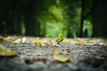 Soil Change, A Threath To Ecosystems Soil Change, A Threath To Ecosystems