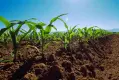 Riego a cultivos de la sabana se realiza con agua del rio Bogotá Riego a cultivos de la sabana se realiza con agua del rio Bogotá
