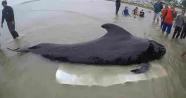 Muere ballena tras tragarse más de 17 bolsas de plástico Muere ballena tras tragarse más de 17 bolsas de plástico