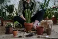 ¿Cuántos árboles debes sembrar para compensar tu huella de carbono? ¿Cuántos árboles debes sembrar para compensar tu huella de carbono?